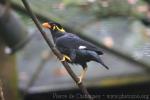 Common hill Myna