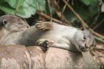 Smooth-coated otter