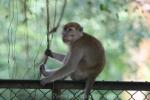 Crab-eating macaque