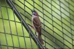 Eurasian tree sparrow