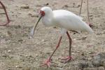 African spoonbill