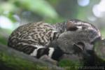 Large indian civet