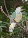 Rose-crowned fruit-dove *