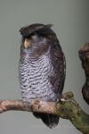 Barred eagle-owl