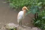 Asian cattle egret