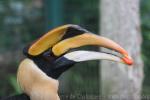 Great hornbill