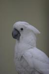 White cockatoo