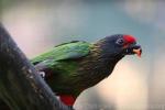 Yellow-streaked lory