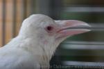 Slender-billed crow *