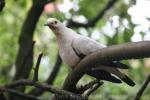 Pied imperial-pigeon