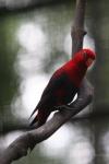 Violet-necked lory