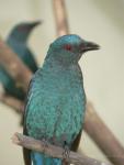 Asian fairy blue bird
