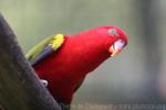 Chattering lory