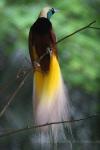 Greater bird-of-paradise *