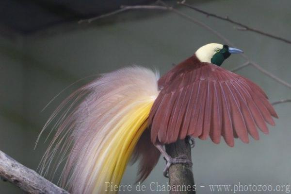 Greater bird-of-paradise *