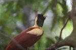 Red bird-of-paradise *