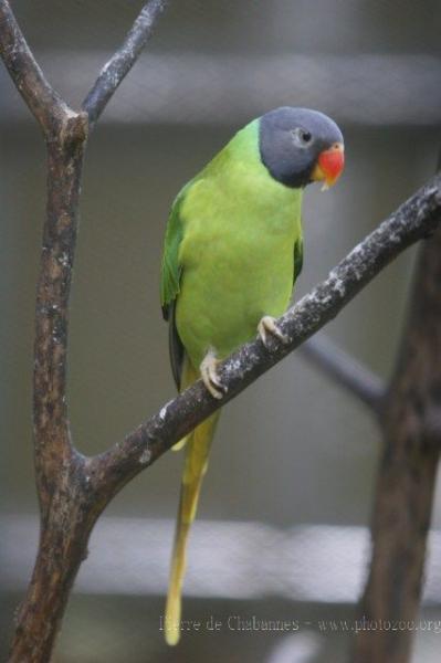 Grey store headed parakeet