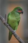 Long-tailed parakeet