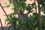 Red-eyed bulbul *