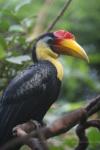 Wrinkled hornbill *