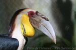 Wreathed hornbill