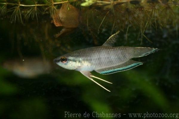 Borneo betta