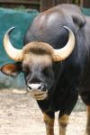 Indian gaur