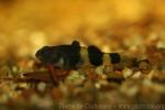 Doria's bumblebee-goby