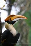 Great hornbill