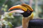 Great hornbill