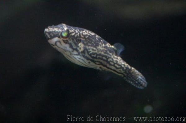 Sarawak puffer *
