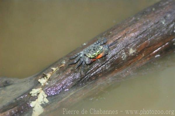 Neon-face mangrove crab *