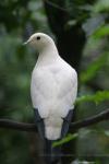 Pied imperial-pigeon