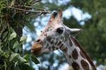 Reticulated giraffe