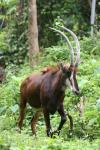 Southern sable antelope