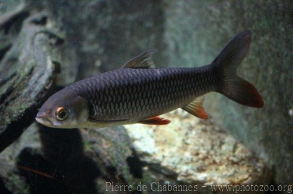 Red-finned cigar shark