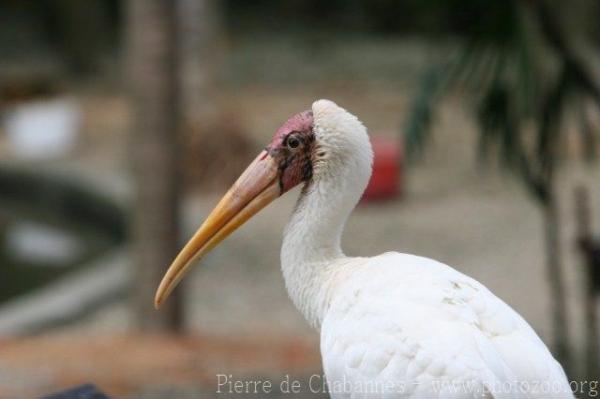 Milky stork
