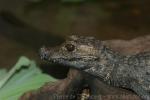 African dwarf crocodile