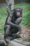 Common chimpanzee