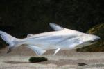 Silvery pangasius