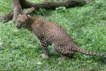 Indochinese leopard