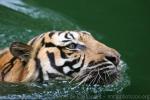 Mainland (Bengal) tiger *