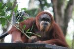 Sumatran orangutan