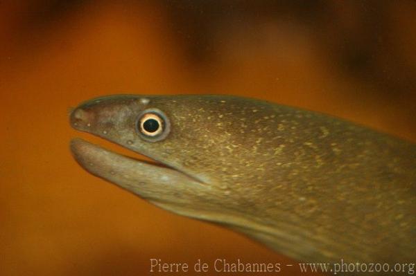 Slender giant moray *