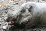 Sumatran bearded pig *