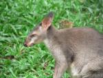 Dusky pademelon