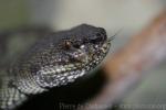 Shore pitviper