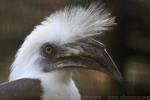 White-crowned hornbill