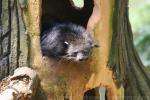 Malayan binturong