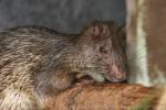 Asiatic brush-tailed porcupine *